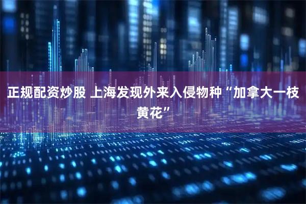 正规配资炒股 上海发现外来入侵物种“加拿大一枝黄花”