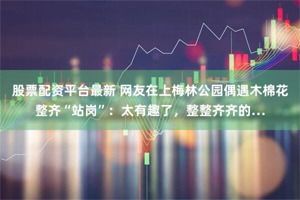 股票配资平台最新 网友在上梅林公园偶遇木棉花整齐“站岗”:太有趣了,整整齐齐的…